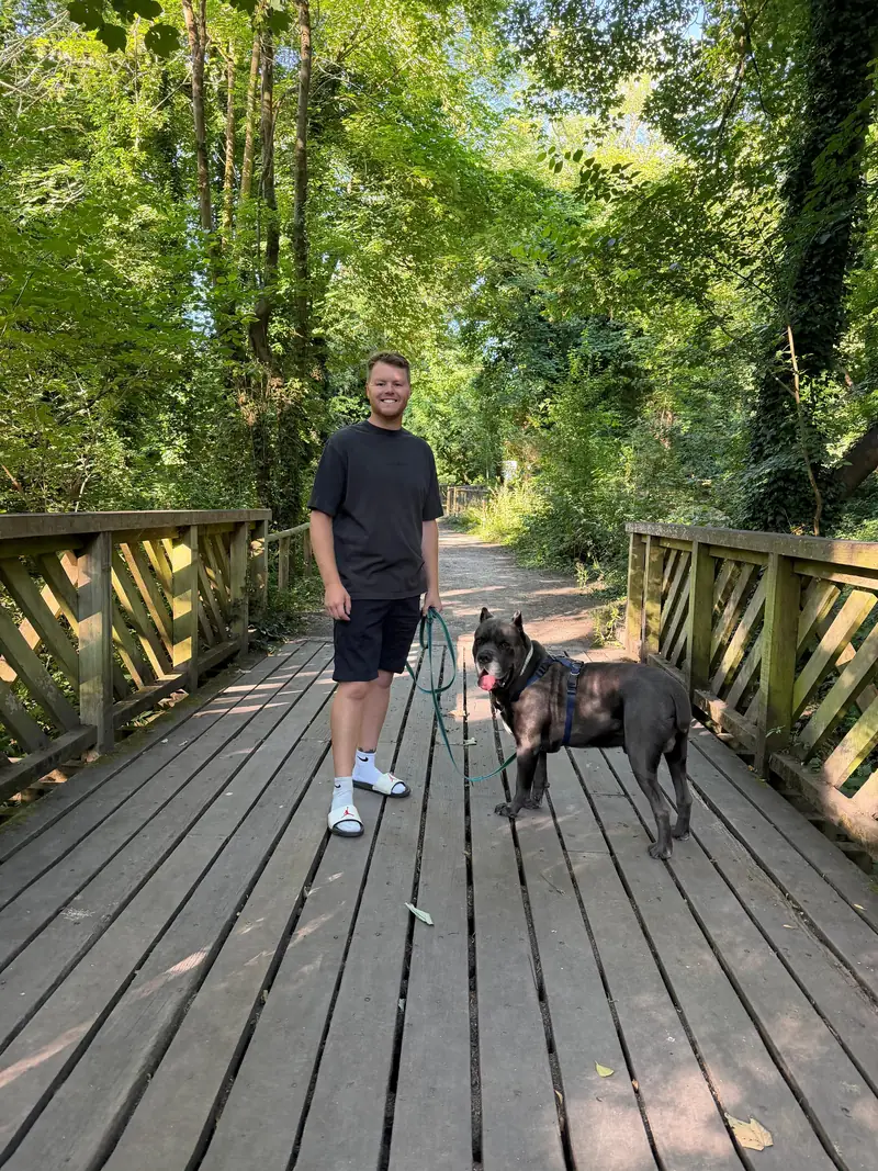 Pete and Ghosty, a big grey Cane Corso, out on a walk on a wooden bridge